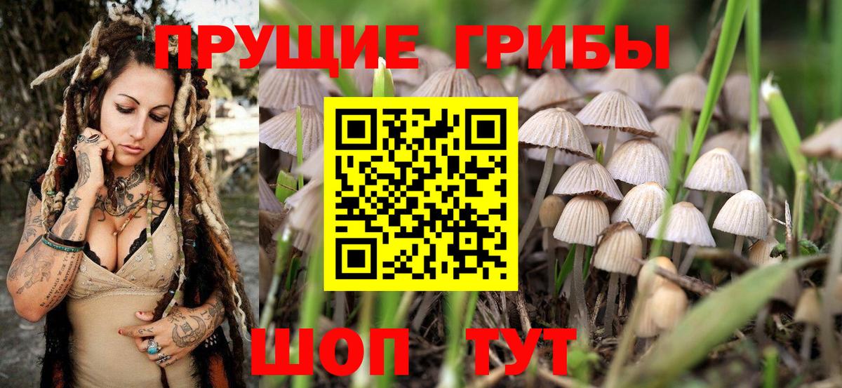 Галлюциногенные грибы Psilocybine cubensis Нарьян-Мар